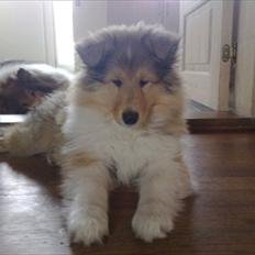 Collie langhåret Marselisborg´s Be My Valentine