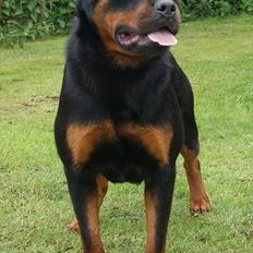 Rottweiler VOM HAUSE WENORRA HONEY