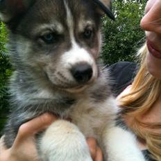 Siberian husky Neo (Setzoniaze's Runner of Jubilee)[Himmelhund]