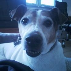 Dansk svensk gaardhund  - Simba ~ "Grisen"