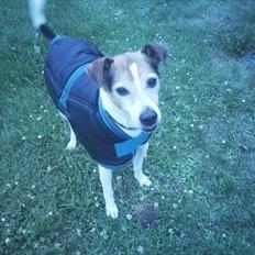 Dansk svensk gaardhund  - Simba ~ "Grisen"