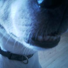 Dansk svensk gaardhund  - Simba ~ "Grisen"