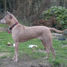 Thai ridgeback dog Djiva  2009-2911 
