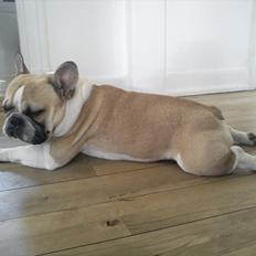 Fransk bulldog Hannibal