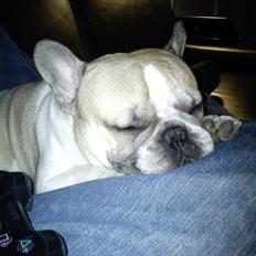 Fransk bulldog Hannibal