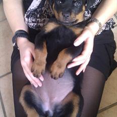 Rottweiler Lucy