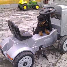 Rottweiler Lucy