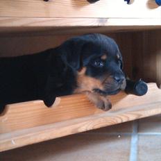 Rottweiler Lucy
