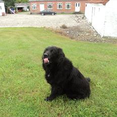 Flat coated retriever bamse
