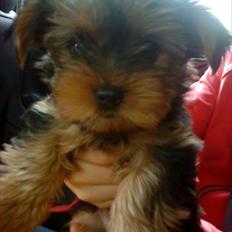 Yorkshire terrier  Ronja