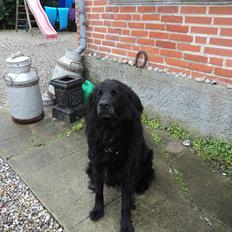 Flat coated retriever bamse