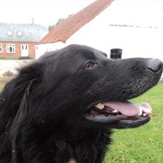 Flat coated retriever bamse