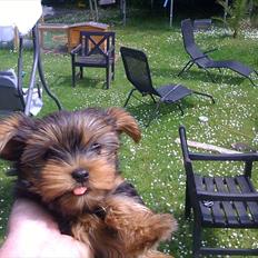 Yorkshire terrier  Ronja
