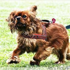 Cavalier king charles spaniel Atti's picture perfect