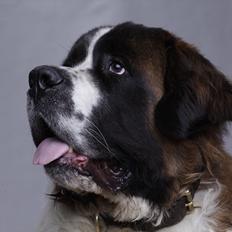 Sankt bernhardshund Malthe