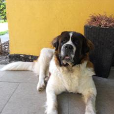 Sankt bernhardshund Malthe
