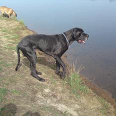 Grand danois Tyson <3 