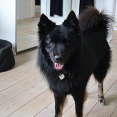 Islandsk fårehund TOFTEDALS KILJAN  ! <3 min bedste ven :')  