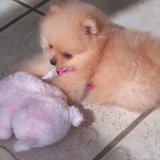 Pomeranian Malekits Lily Lola