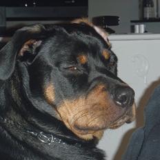 Rottweiler Samson