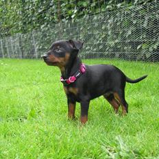 Dvaergpinscher Rødkildes Ferba