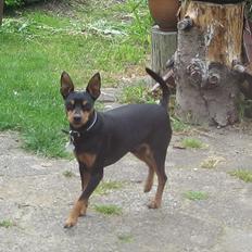 Dvaergpinscher Mushu