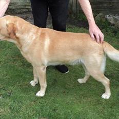 Labrador retriever Pepsi