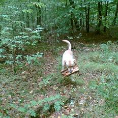 Labrador retriever Pepsi