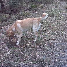 Labrador retriever Pepsi