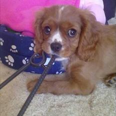 Cavalier king charles spaniel Silje