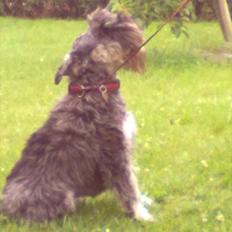 Schnauzer nelli (går med/passer)