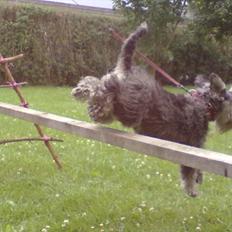 Schnauzer nelli (går med/passer)