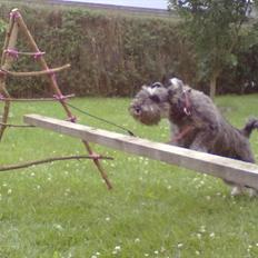 Schnauzer nelli (går med/passer)