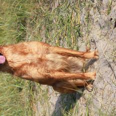 Golden retriever Aya