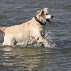 Golden retriever Charlie