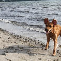 Golden retriever Aya