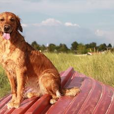 Golden retriever Aya