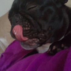 Fransk bulldog Trunte