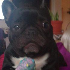 Fransk bulldog Trunte