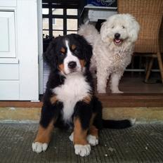 Berner sennenhund Bernhard