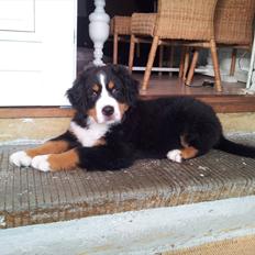 Berner sennenhund Bernhard