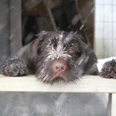 Ruhåret hønsehund Capella