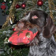 Ruhåret hønsehund Capella