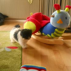 Bichon havanais calleø Pretty Bear`s Raymond (Hannibal)