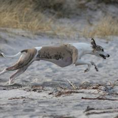 Whippet Hugo 
