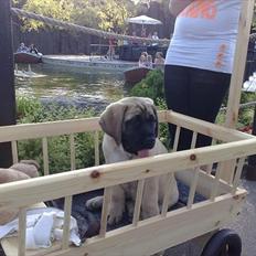 Mastiff hugedogge Veronica