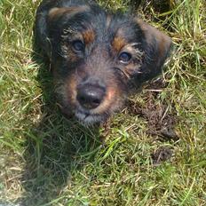 Blanding af racer emil