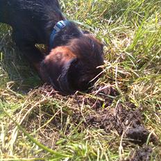 Blanding af racer emil