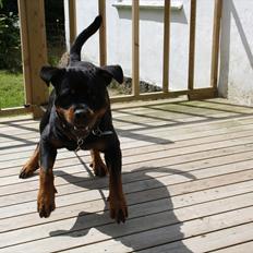 Rottweiler Barni