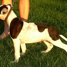 Staffordshire bull terrier Buster